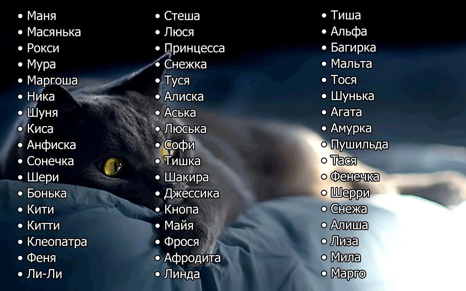 Клички кошек и котов. Кошачьи имена для девочек кошачьи имена для девочек. Имена для котят мальчиков русские. Имена для кошек девочек редкие. Имена для котят мальчиков и девочек.