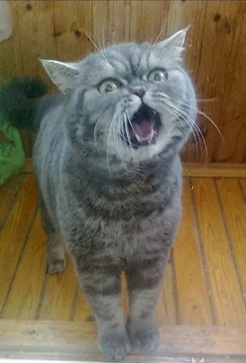 Не верь коту он ел