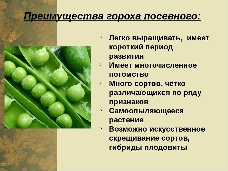7 признаков гороха менделя. Горох посевной. особенности гороха. признаки гороха. сорта гороха посевного.