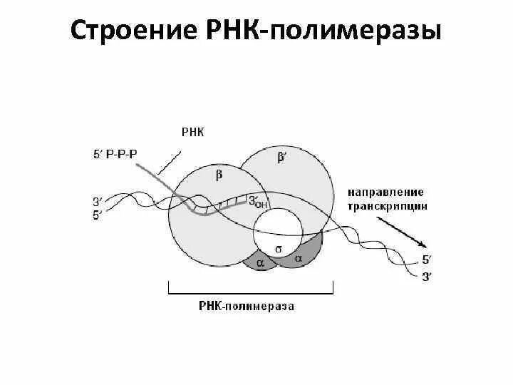 Строение ДНК-зависимой РНК-полимеразы. Структура ДНК зависимой РНК полимеразы. ДНК-зависимая РНК-полимераза прокариот. РНК полимераза прокариот.