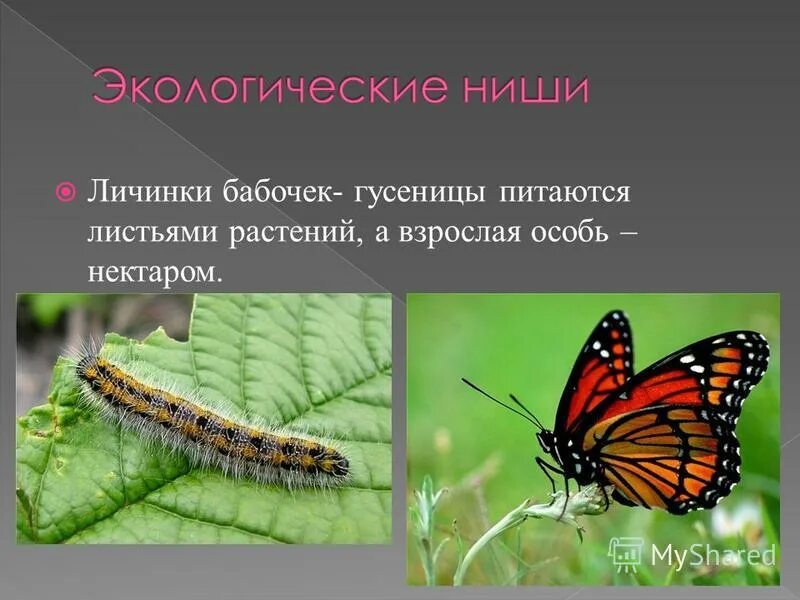 Как называется взрослая особь. Как называется взрослая особь