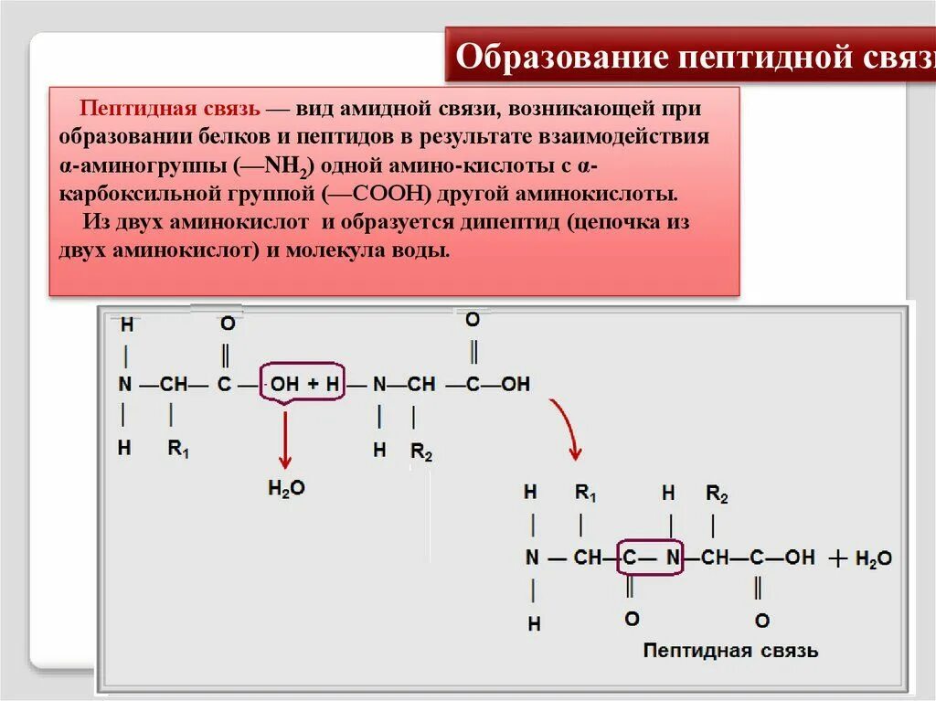 Образует полипептид. Строение белка пептидная связь. Образование пептидной связи схема реакции. Реакция образования пептидной связи. Химическая реакция пептидной связи.