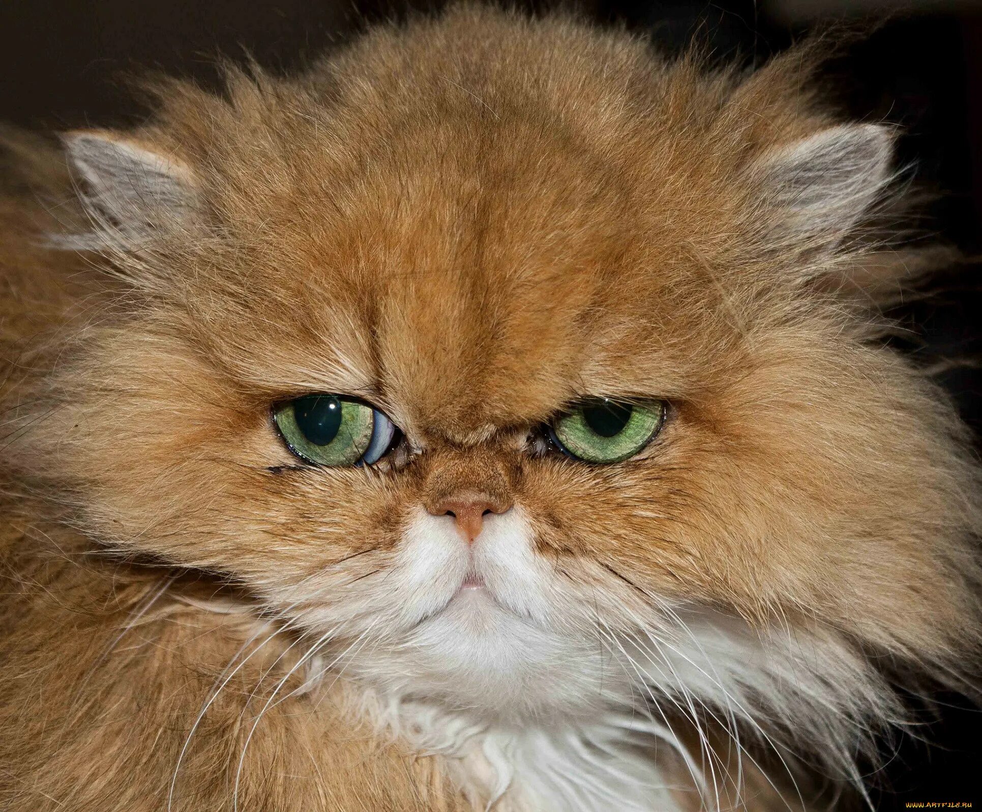 Лицо кисы. Персидская кошка. Персидская длинношерстная шиншилла. Персидский кот длинношерстный рыжий. Рыжие персидские коты.