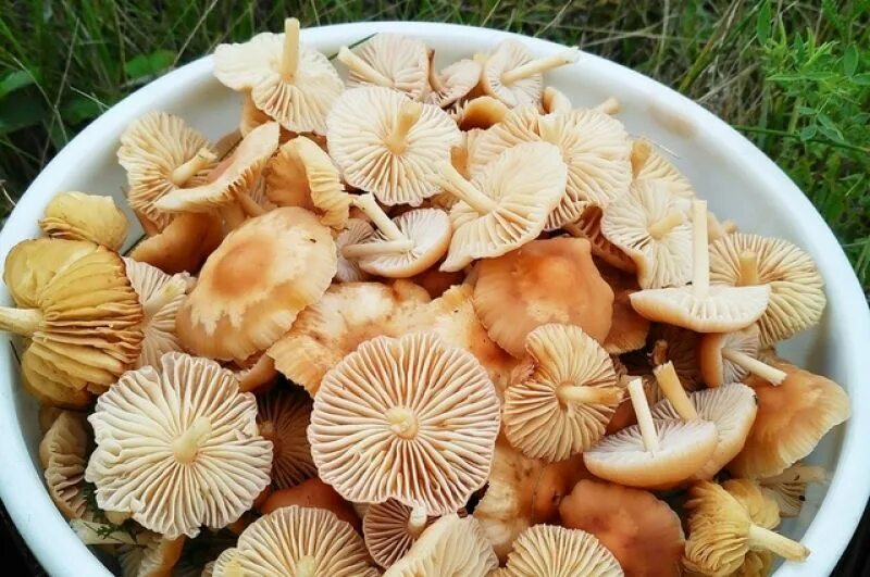 Два вкуснейших опенка, которые растут в начале лета. Где искать и как готовить К