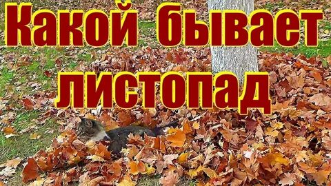 Листопад какой