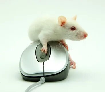 These are funny mouse