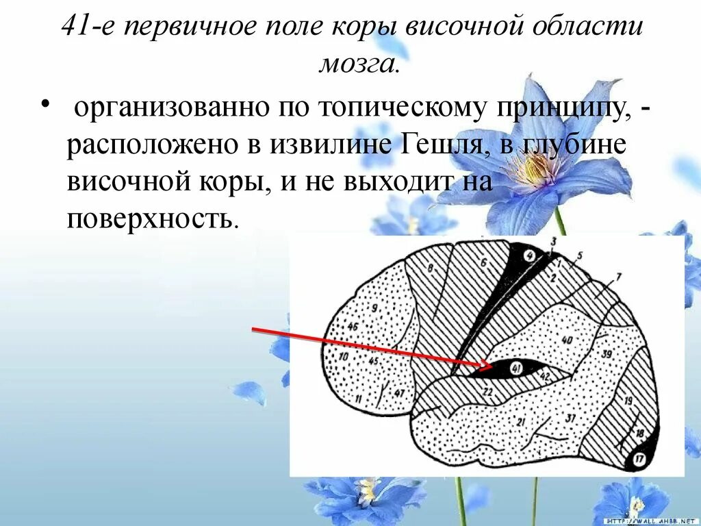 Первичные поля мозга. Первичные зоны височной коры. Первичные корковые поля. Первичное поле коры.