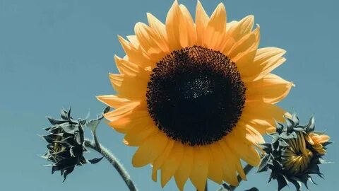 Sunflower post