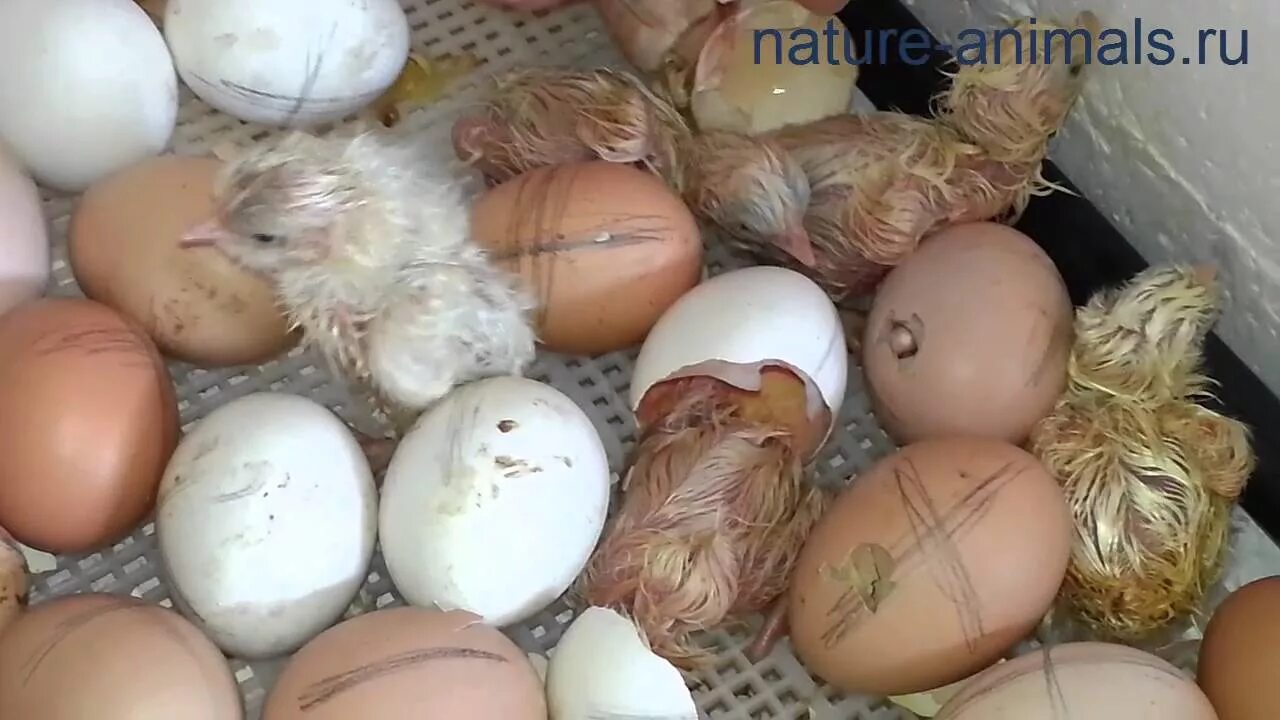 Через какое время после вылупления. Инкубационное яйцо волнистого попугая. Цыпленок вылупляется. Цыплята в инкубаторе. Вылупление цыплят.