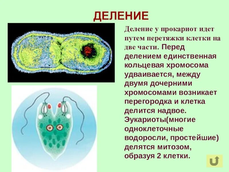 Клеточная перетяжка у каких клеток. Деление прокариотических клеток. Деление клетки на две части. Деление клеток прокариот. Способы деления прокариотических клеток.