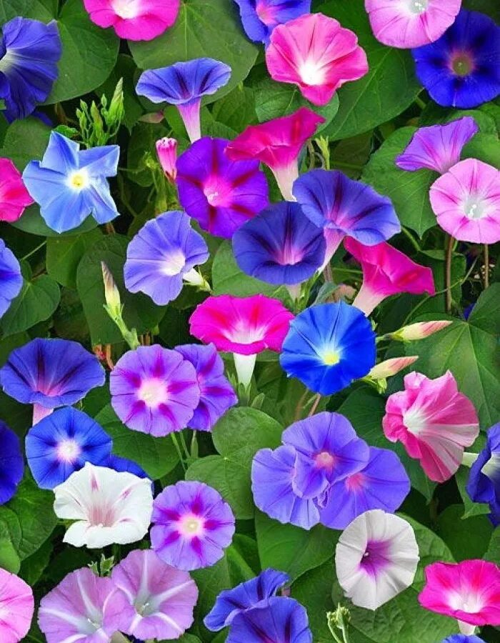 Как выглядит цветок ипомея трехцветный. Ипомея Шантеклер. Ипомея пурпурная. Ипомея Вьюнок. Вьюн ипомея.