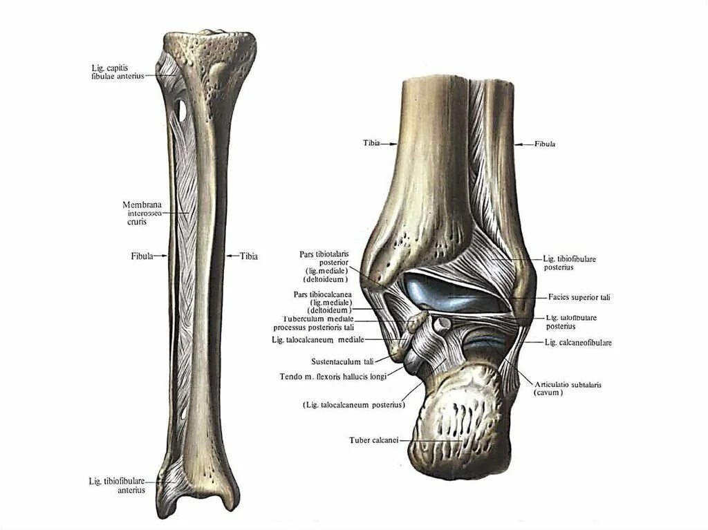 Межкостная мембрана голени. Межберцовый синдесмоз анатомия. Межберцовый синдесмоз голеностопного сустава анатомия. Синдесмоз малоберцовой кости.