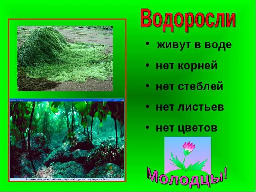 Почему низшие растения обитают в воде. Растения обитающие в воде. загадки про водоросли. водоросли корень.