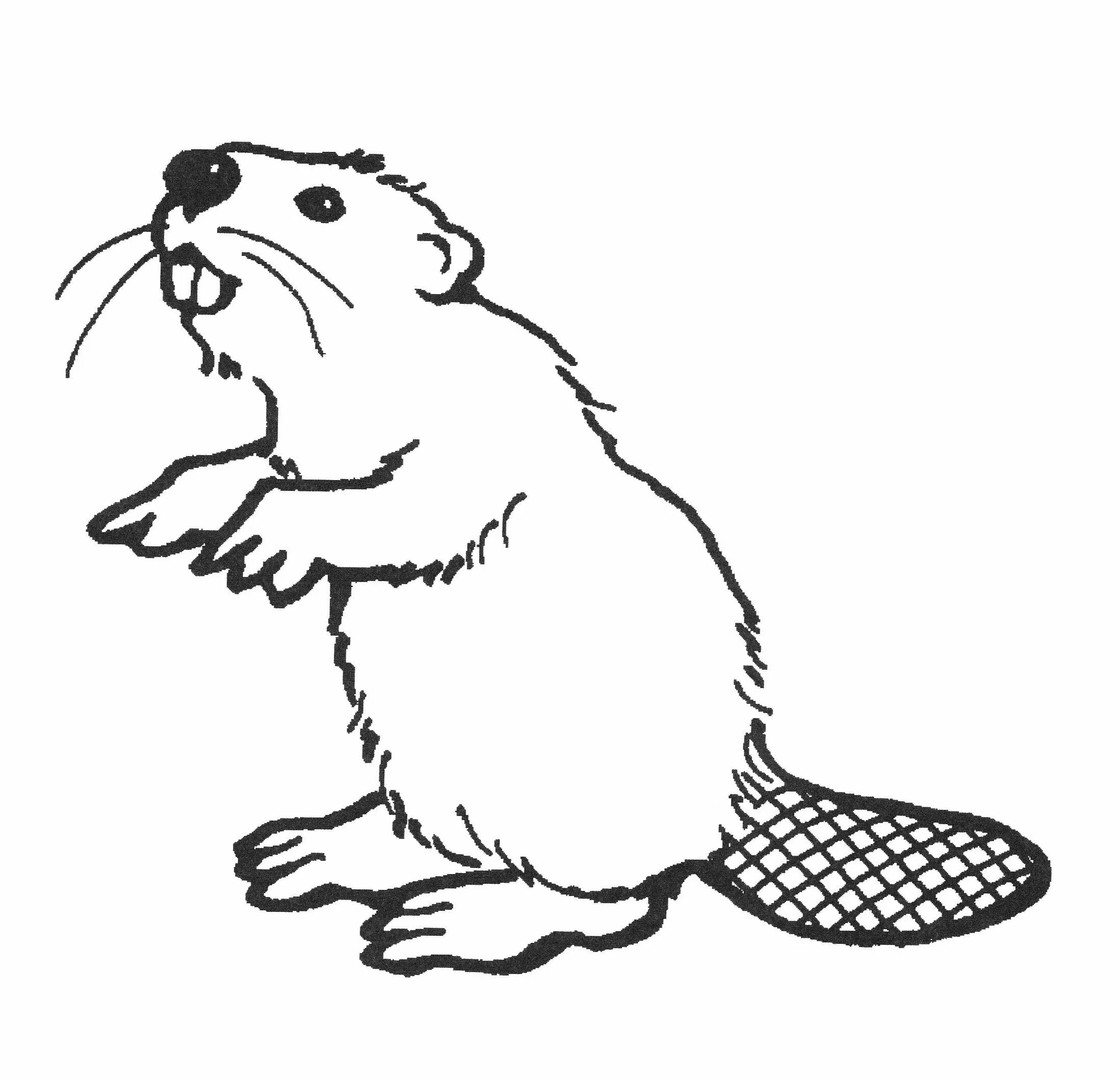 Бобр раскраска. Бобр раскраска для детей. Бобер рисунок для детей. Бобер карандашом. Нарисовать бобра карандашом.
