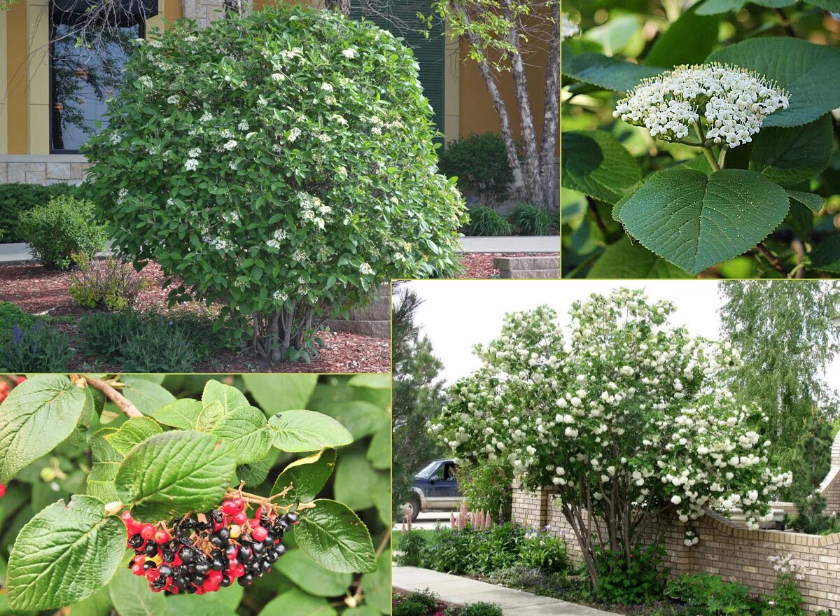 Можно ли сажать калину. Калина гордовина Viburnum Lantana. Калина гордовина Вариегата. Калина гордовина куст. Калина обыкновенная, гордовина.