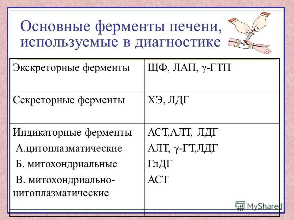 аланинаминотрансферазы в крови что это такое. печеночные ферменты норма. анализ крови ферменты печени показатели. печеночные ферменты норма. показатели печени в биохимии крови норма.