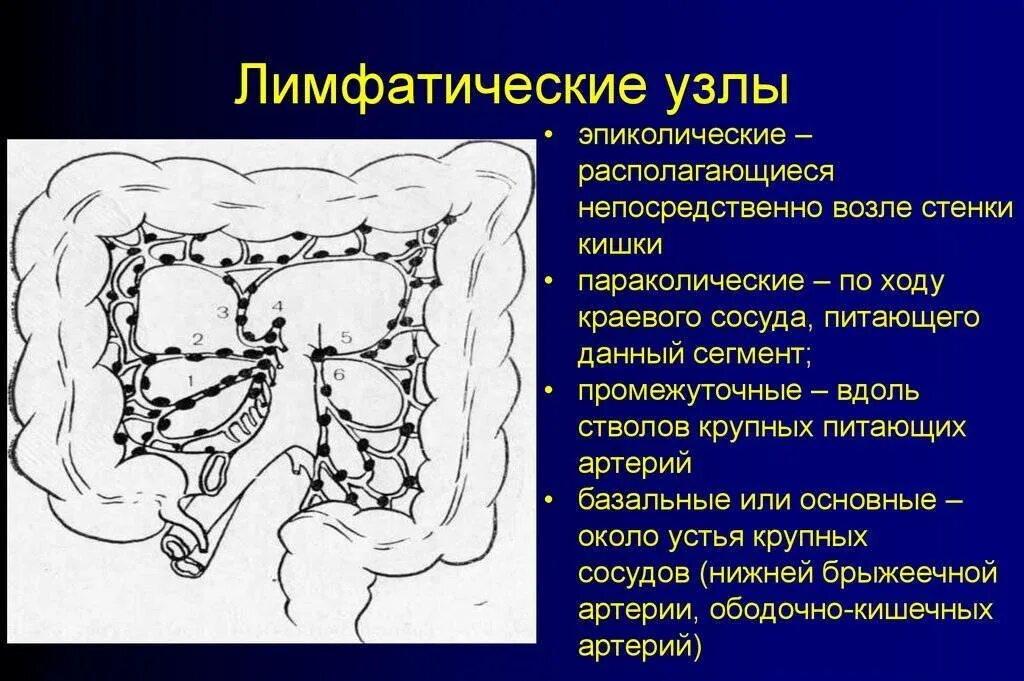Мезентериальные узлы. Мезентериальные узлы. Мезентеральные лимфоузлы в норме. Брыжеечные лимфатические узлы расположены. Мезентериальный лимфатический узел.