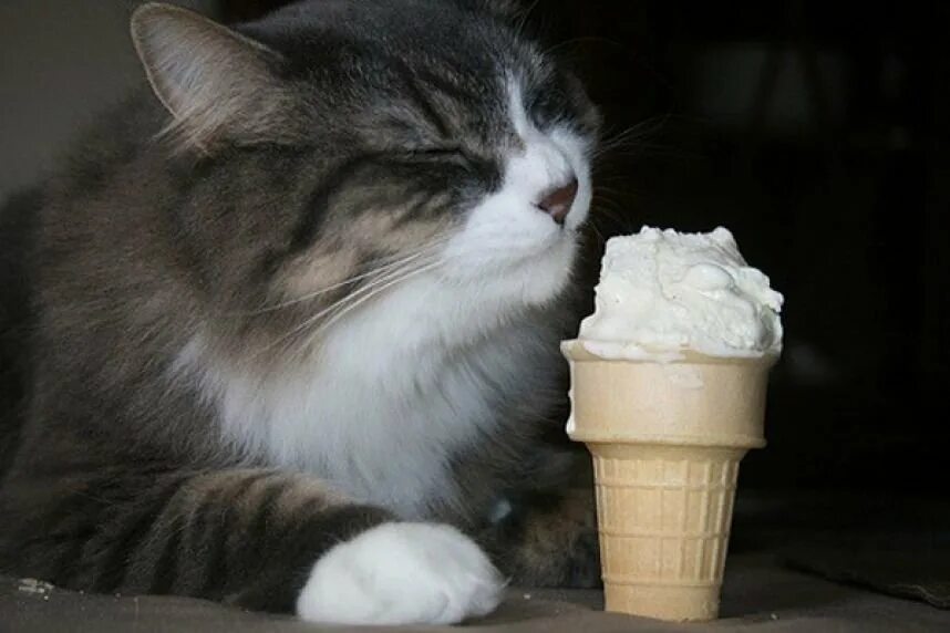 Мороженое и кот. Кот ест мороженое. Котик мороженое. Котик с мороженым. Коты мороженщик