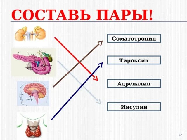 Инсулин гормон роста тироксин