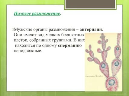 Семя орган полового размножения