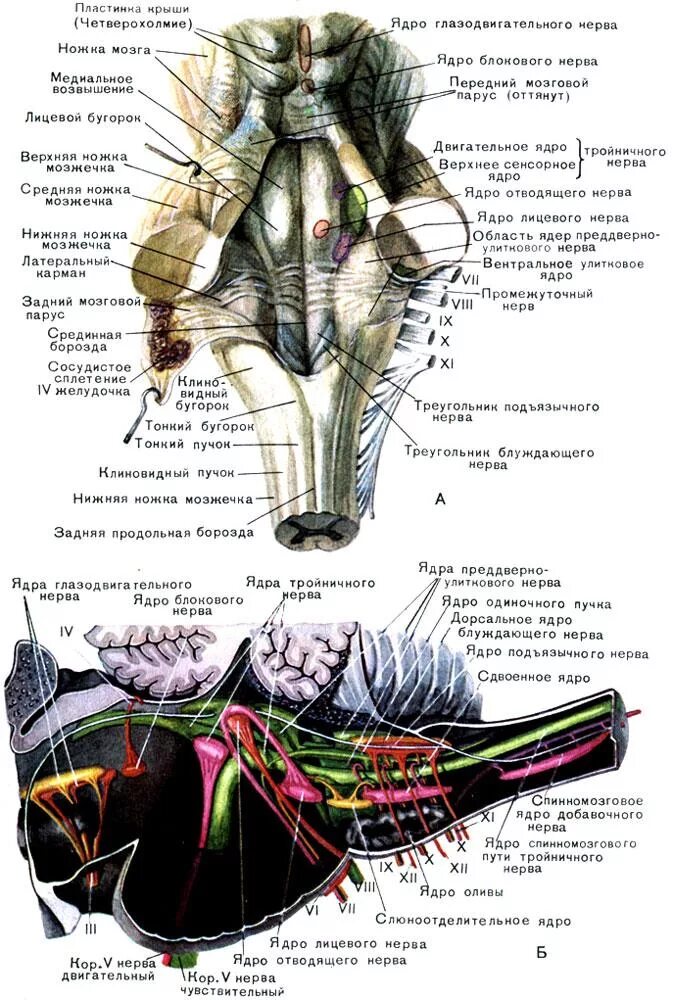 Ядра черепных нервов продолговатого мозга. Ромбовидная ямка продолговатого мозга ядра. Ромбовидная ямка анатомия. Границы ромбовидной ямки анатомия. Ромбовидная ямка моста.