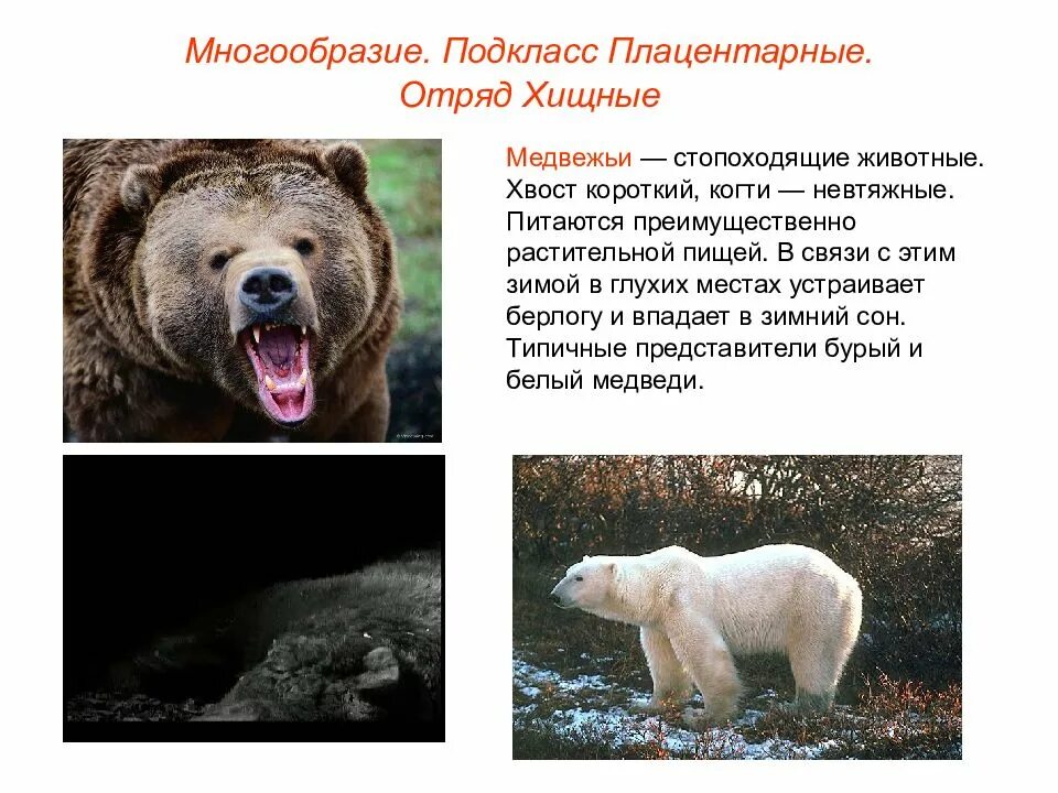Представители высших животных