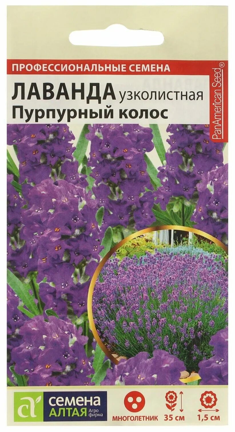 лаванда пурпурный колос. элеганс пурпле лаванда. лаванда снежный колос. лаванда пурпурный колос семена алтая. лаванда узколистная прованс.