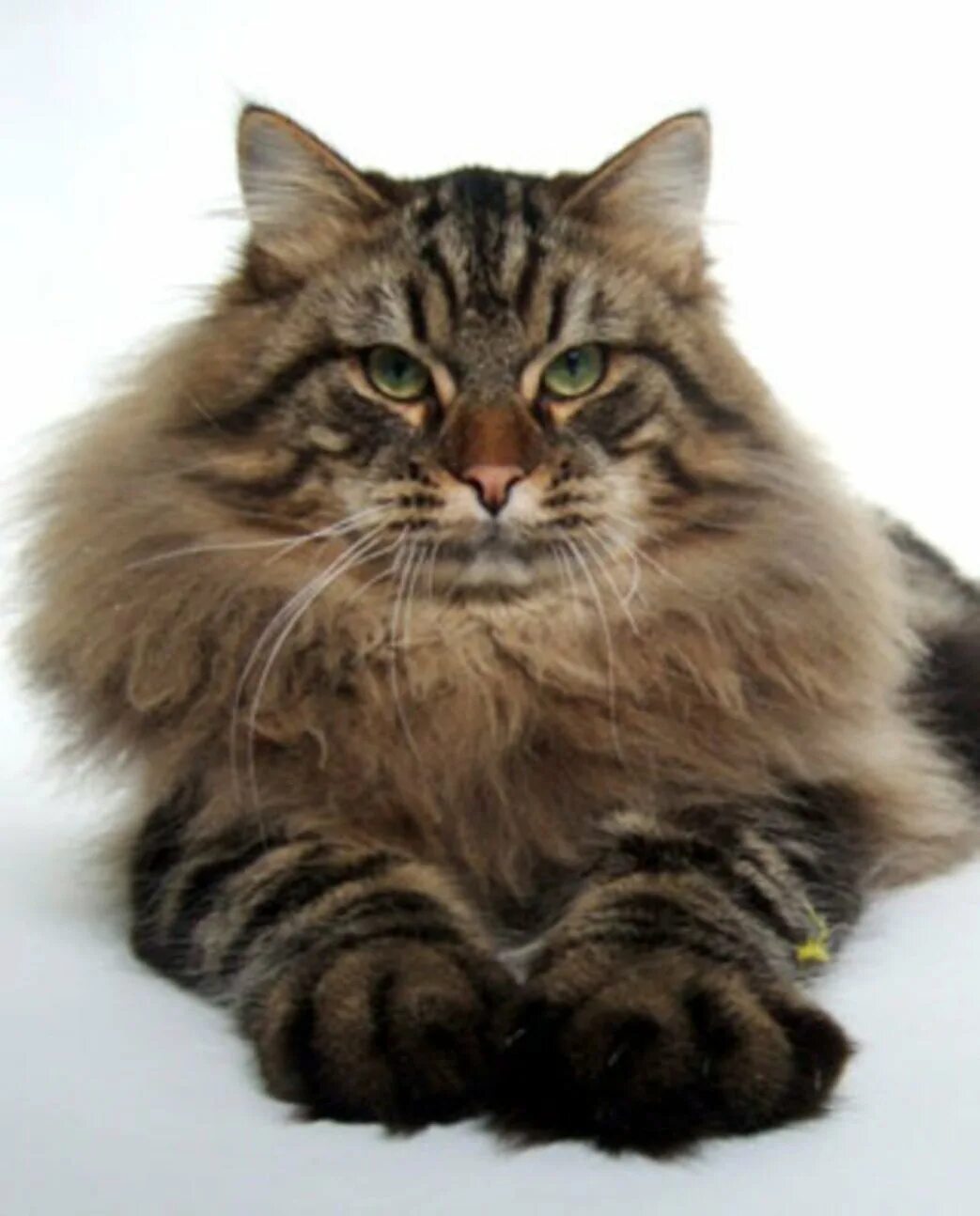 Кот сибирской породы. Породы кошек Сибирская кошка. Сибирский кот полосатый. Сибирская среднешерстная кошка