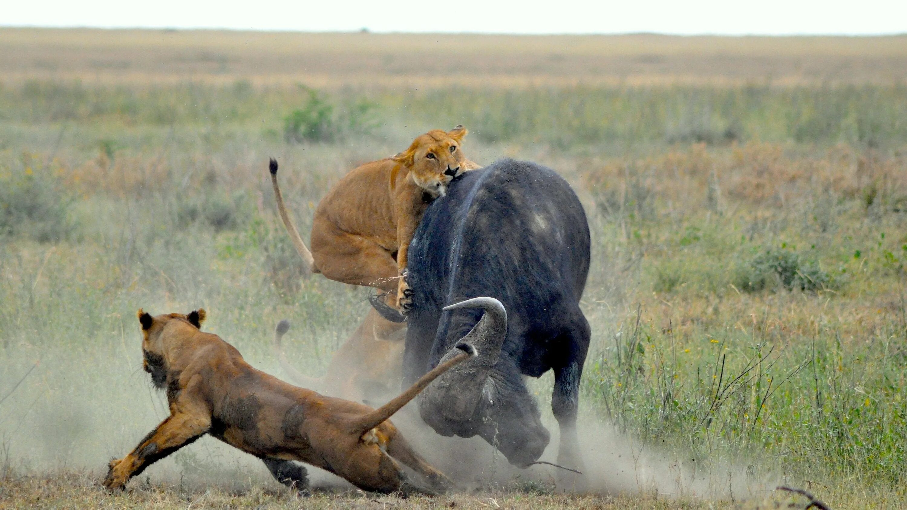 Прайд Львов против буйвола. Африканский буйвол против Льва. Охота Львов в дикой природе на буйволов. Видео диких хищников