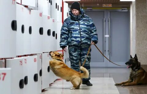 Корги на службе в полиции