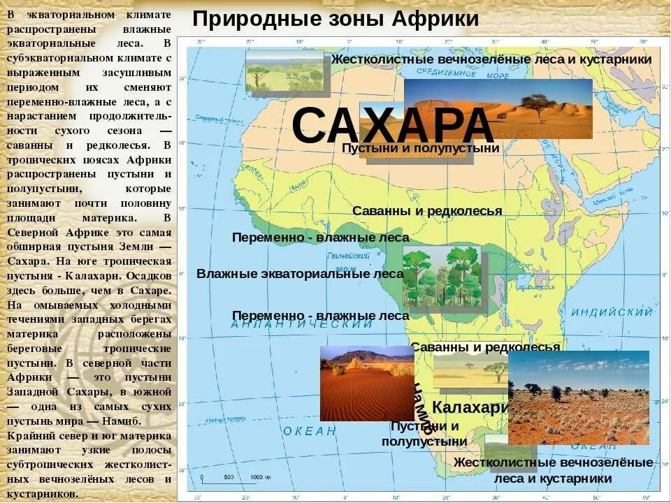 Географическое положение субэкваториальных и экваториальных лесов