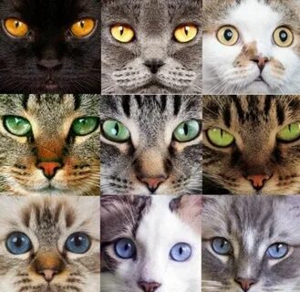 Оттенки кошек