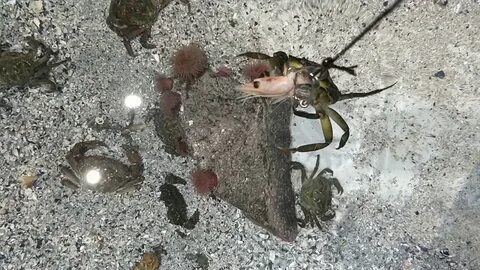 Приманки черного моря