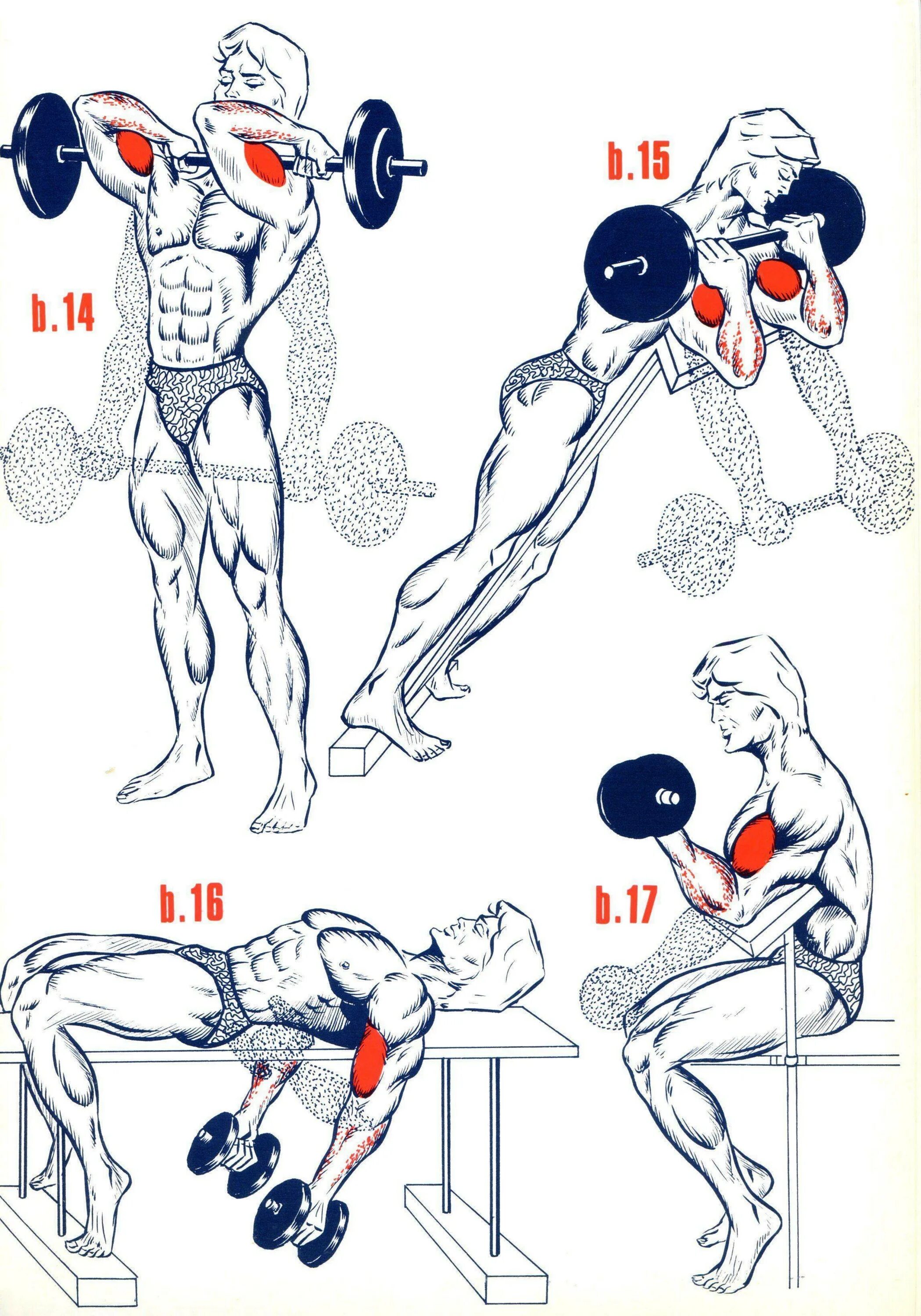 Плечи без гантелей. Прокачка мышц бицепса. Схема прокачки мышц. Упражнения на бицепс и трицепс. Упражнения с гантелями на бицепс и трицепс для мужчин.
