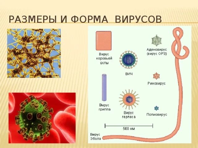 Представители вирусов биология. Формы вирусов. Формы вирусов биология. Разнообразие вирусов по форме. Формы и Размеры вирусов.