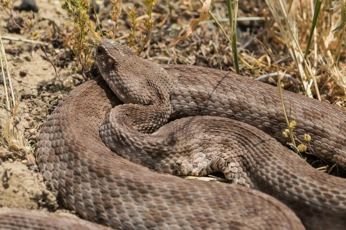 Гадюка гюрза. Гюрза vipera lebetina. Гюрза vipera lebetina. Ядовитая змея гюрза. Гюрза змея в дагестане.