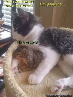 Мыши не дают спать