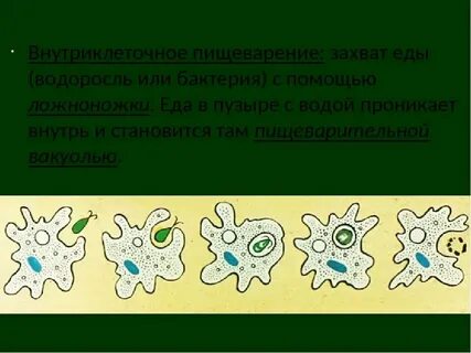 Амеба относится к эукариотам
