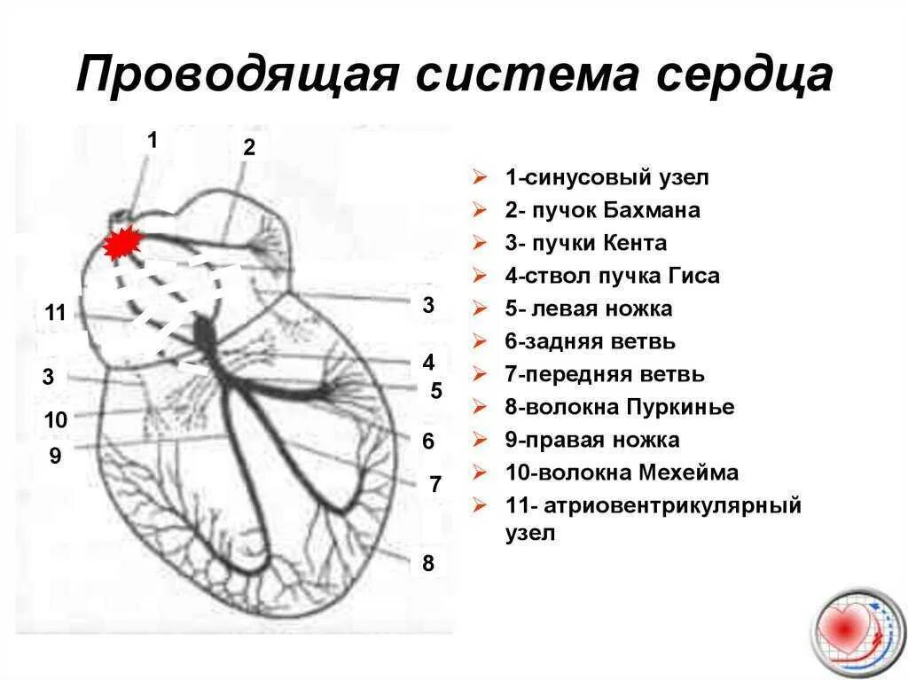 Сердце входит в нервную систему