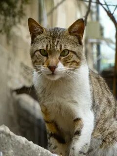 Уличный кот
