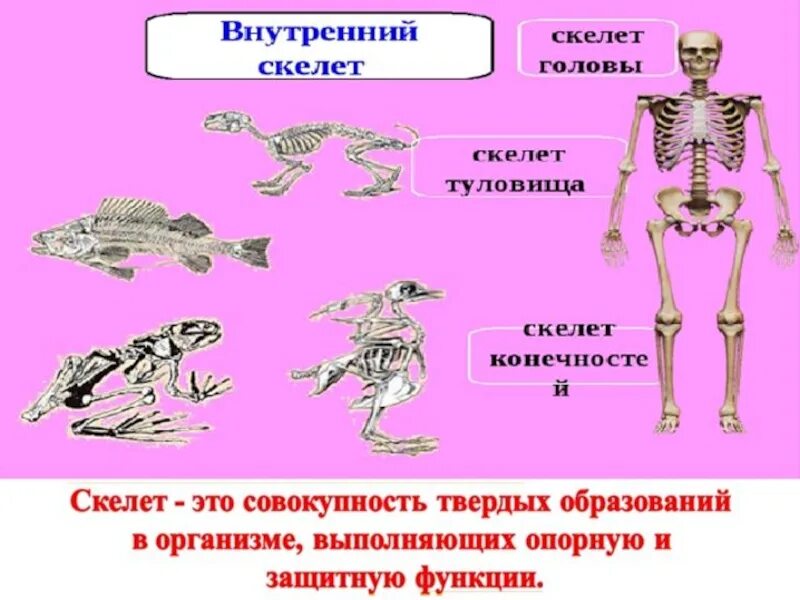 Скелет опора. Опора организмов. Скелет опора организма 6 класс. Скелет опора организма пересказ.