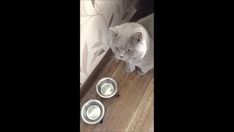 Почему кошка просит еду