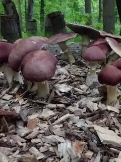 Стригущий гриб