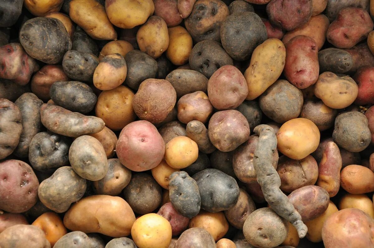 Картофель какая среда. Андийский картофель. Картофель дикий (Wild Potatoes. Чили Родина картофеля. Дикорастущий картофель Южной Америки.