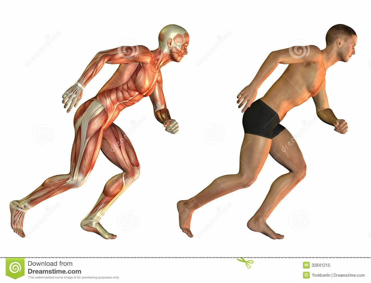 Мышцы опорно двигательного аппарата. Мышцы человека в движении. Скелет человека с мышцами. Мышцы двигательной системы. Опорно двигательная система скелет человека анатомия.