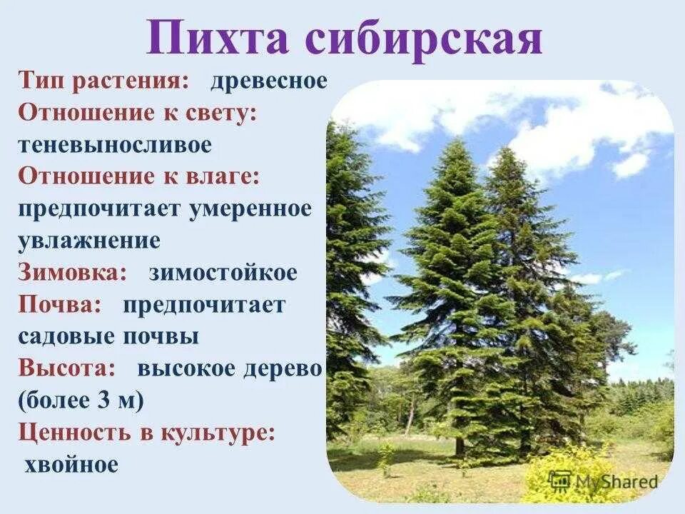 Значение хвойного леса. Голосеменная пихта Сибирская. Голосеменные растения пихта Сибирская. Пихта Сибирская Продолжительность жизни хвоинок.