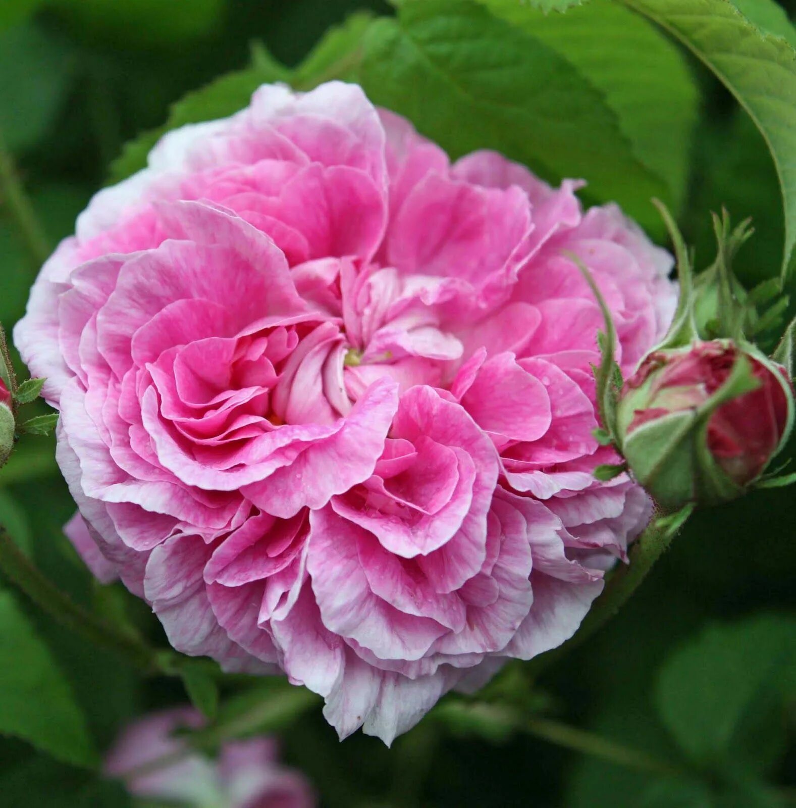 Роза дабл энджел. Роза сорта олд блаш. Old rose. Старая роза цветок. Old rose.