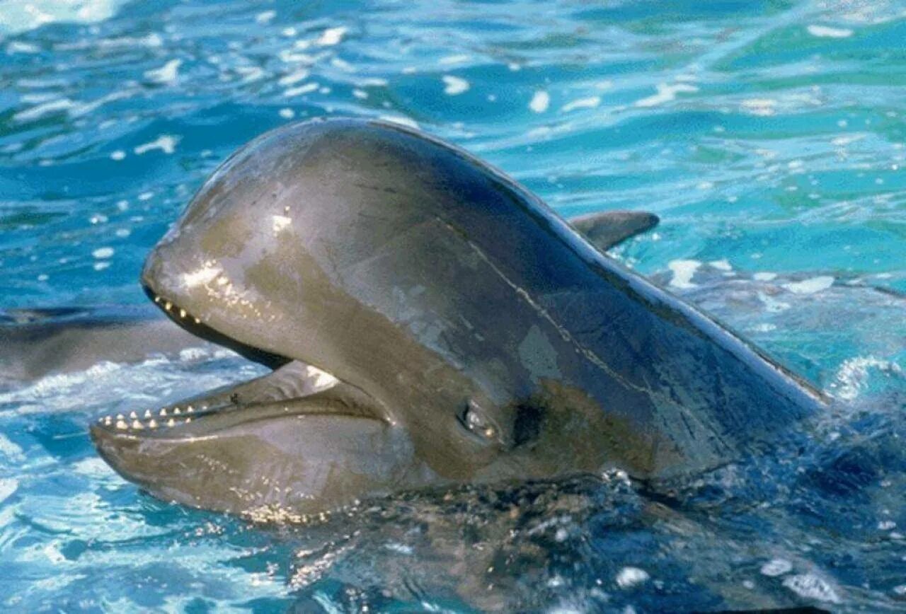 Лоб дельфина. Черный Дельфин Гринда. Обыкновенная Гринда. Гринды дельфины. Гринда шароголовый Дельфин.