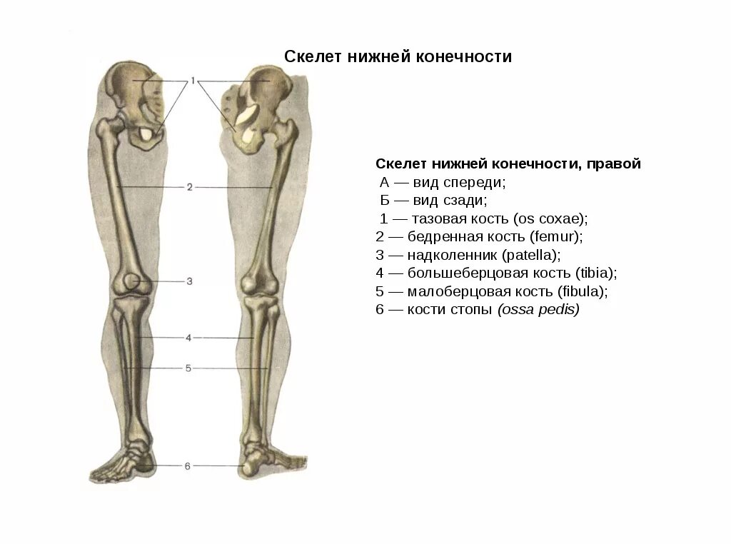 Части нижней конечности. Кости нижних конечностей человека анатомия. Скелет нижней конечности анатомия. Кости нижних конечностей анатомия строение. Строение костей голени и стопы анатомия.