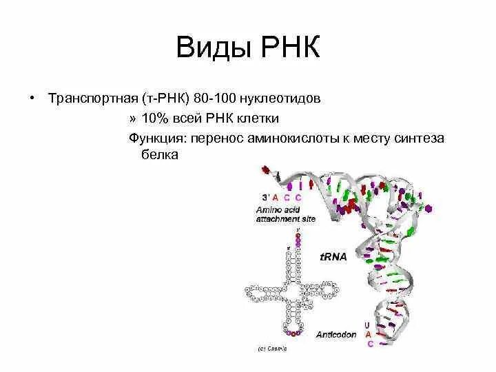 Транспортная РНК представляет собой. Виды ТРНК. РНК бактерий. Нуклеотиды ТРНК.